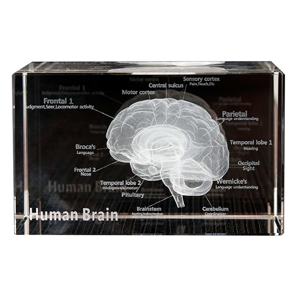 Art And Craft Science - NEW Crystal 3D Brain Anatomical Model