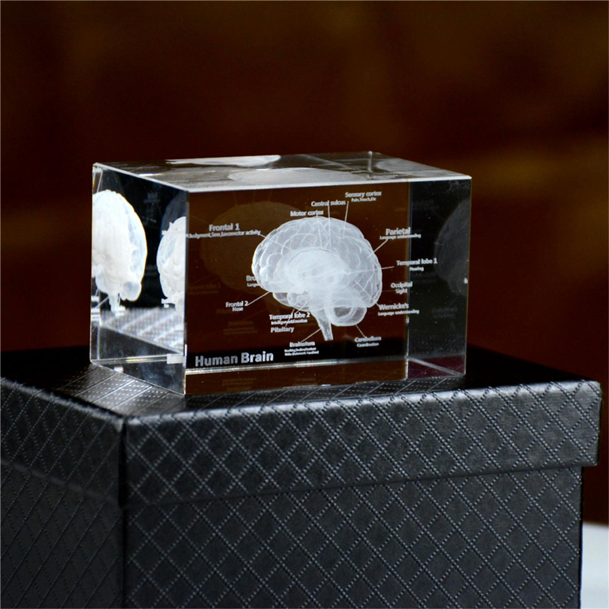 NEW Crystal 3D Brain Anatomica - Art And Craft Science 리뷰 및 가격