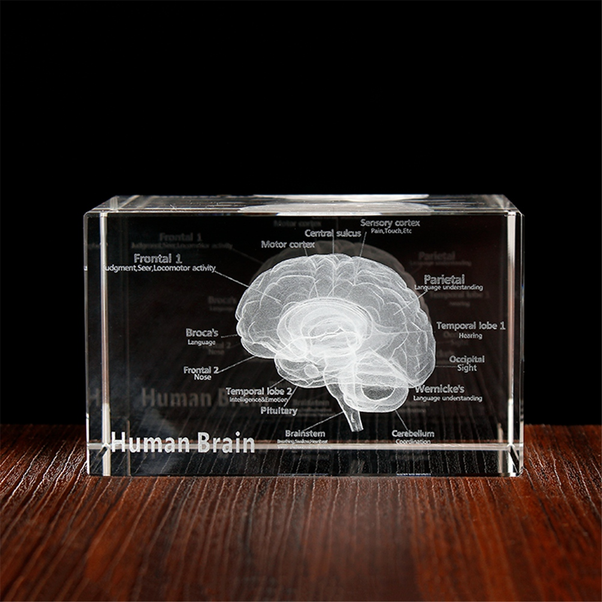 NEW Crystal 3D Brain Anatomica - Art And Craft Science 리뷰 및 가격