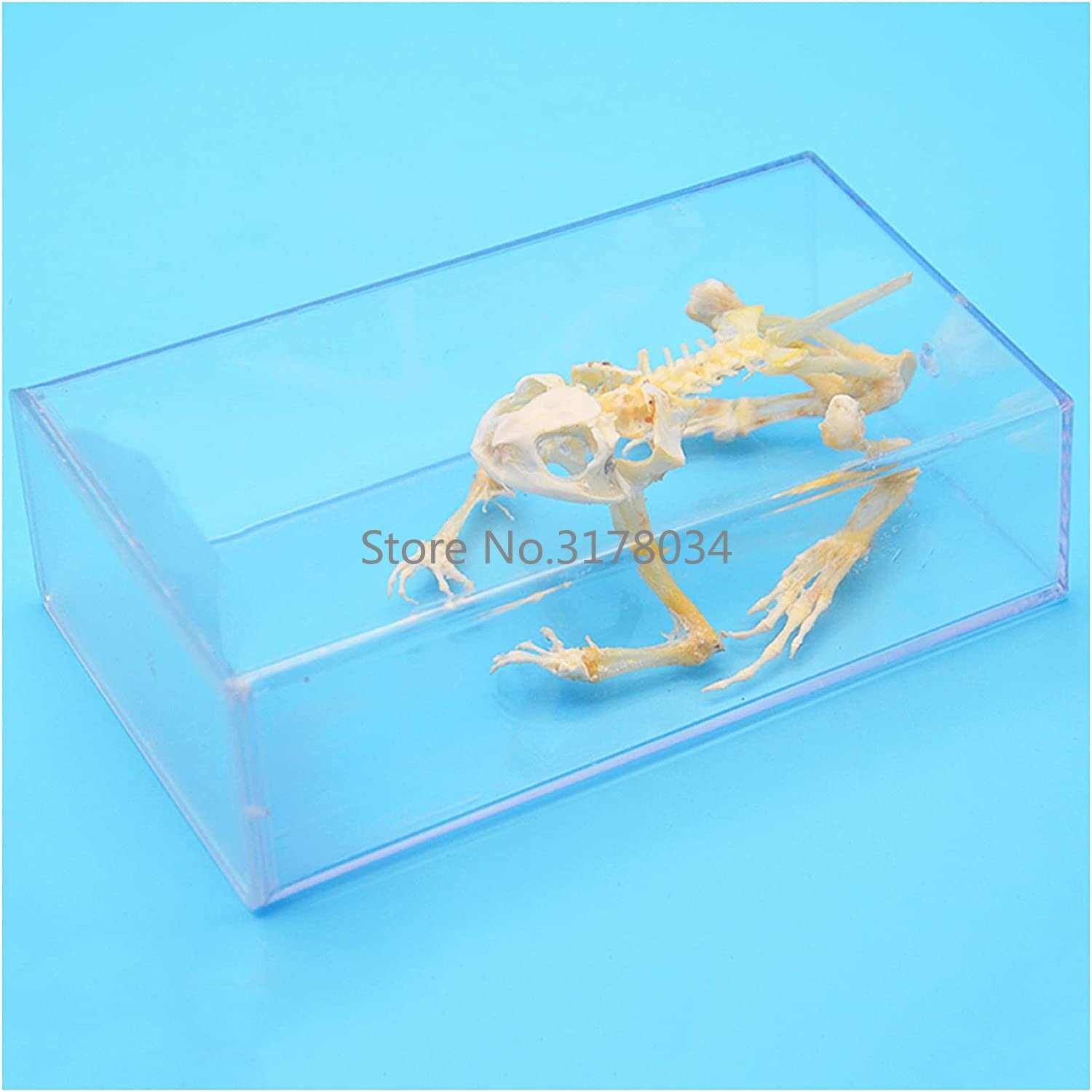 Animal Skeleton Model Frog Bon - Art And Craft Science 리뷰 및 가격