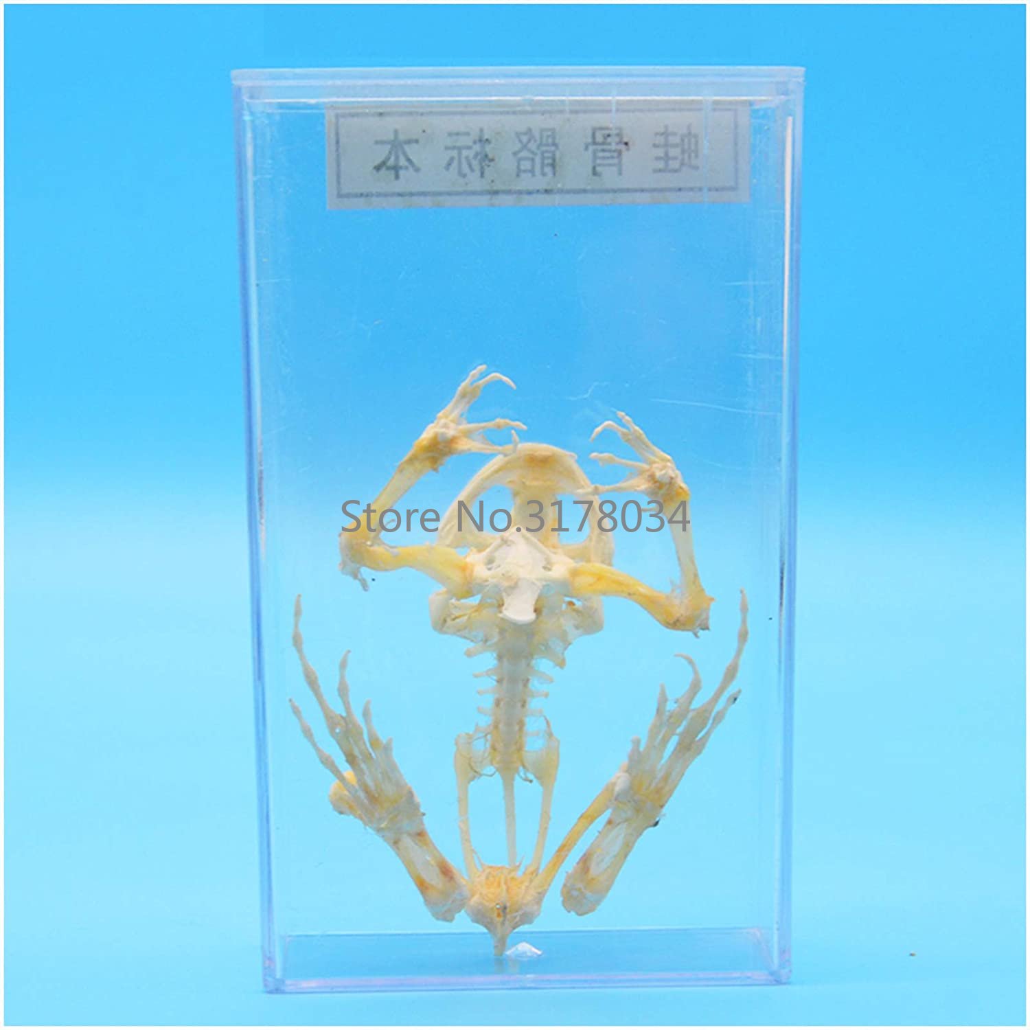 Animal Skeleton Model Frog Bon - Art And Craft Science 리뷰 및 가격