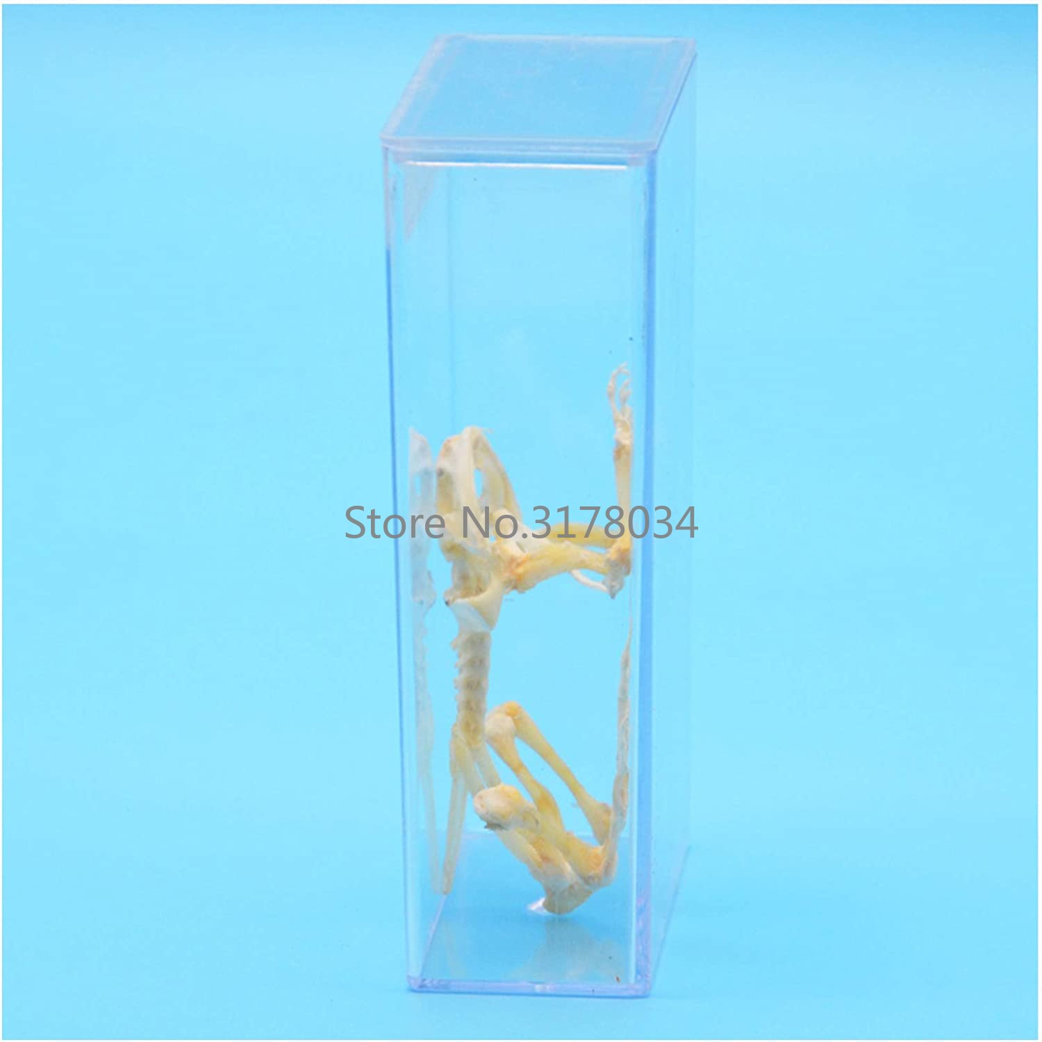 Animal Skeleton Model Frog Bon - Art And Craft Science 리뷰 및 가격