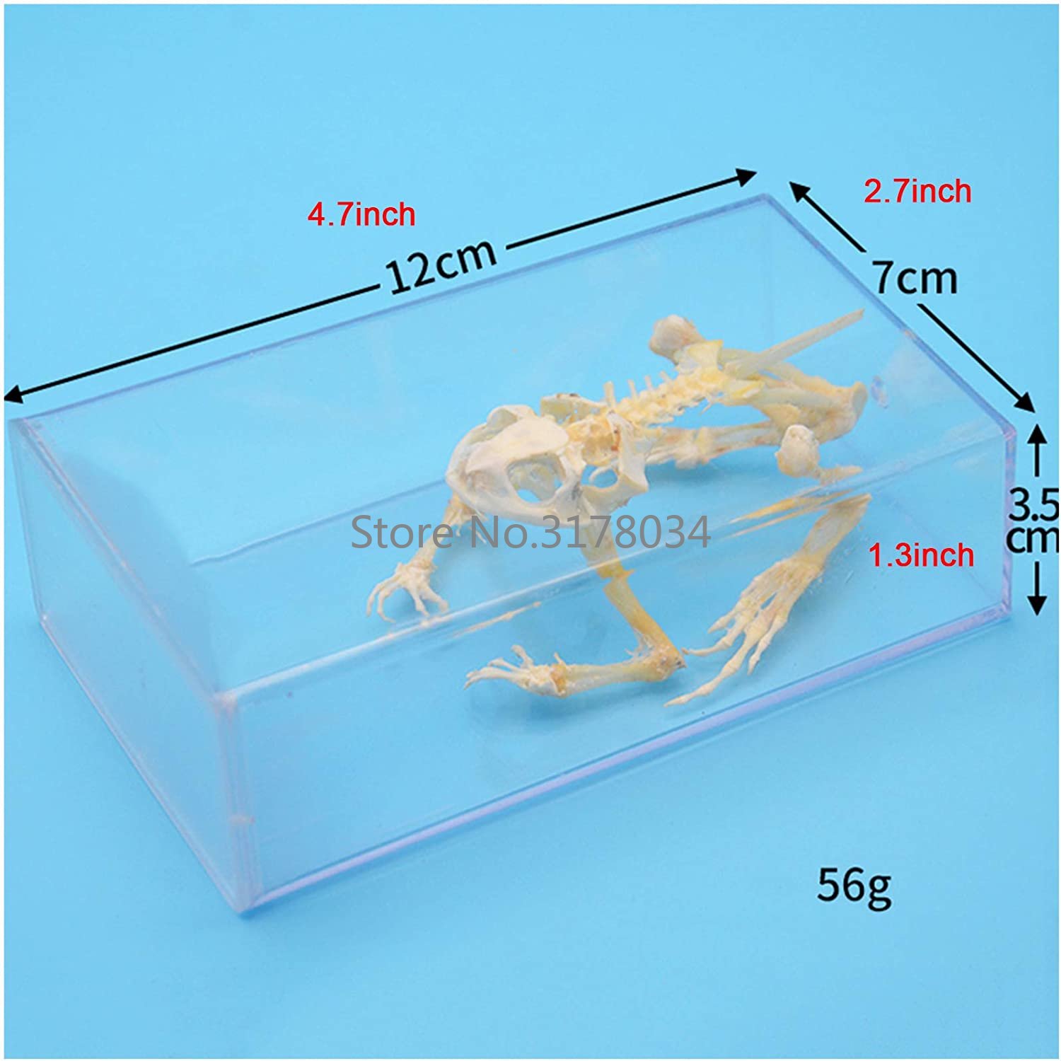 Animal Skeleton Model Frog Bon - Art And Craft Science 리뷰 및 가격