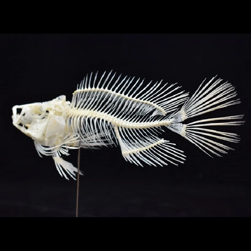 2043 Boutique Grouper Fish Ske - Art And Craft Science 리뷰 및 가격