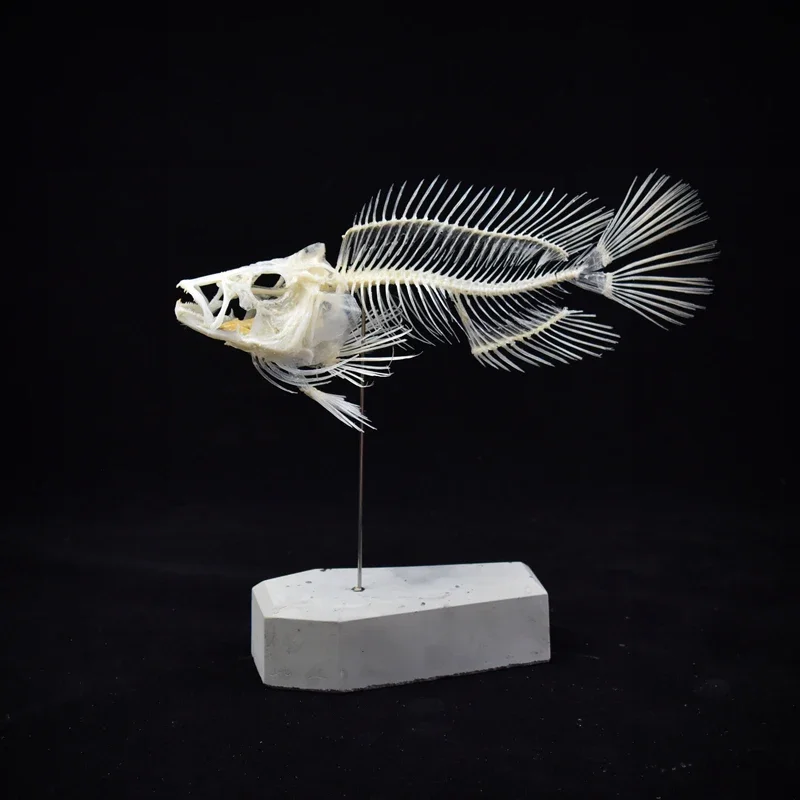 2043 Boutique Grouper Fish Ske - Art And Craft Science 리뷰 및 가격