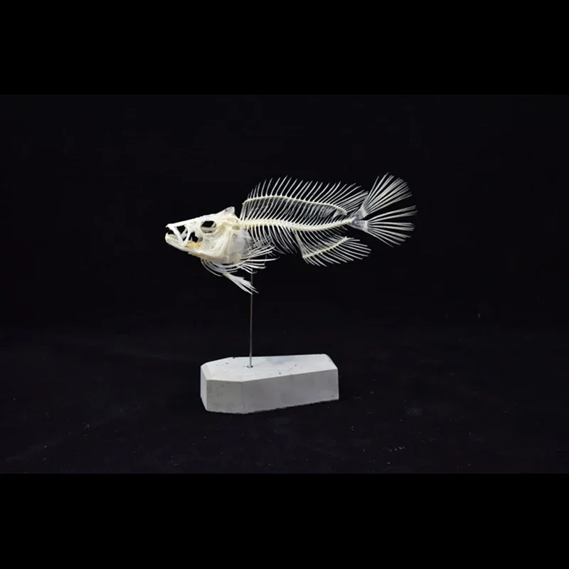 2043 Boutique Grouper Fish Ske - Art And Craft Science 리뷰 및 가격