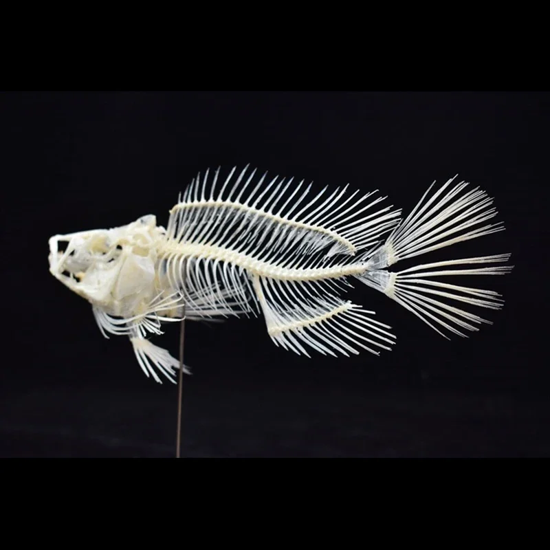 2043 Boutique Grouper Fish Ske - Art And Craft Science 리뷰 및 가격