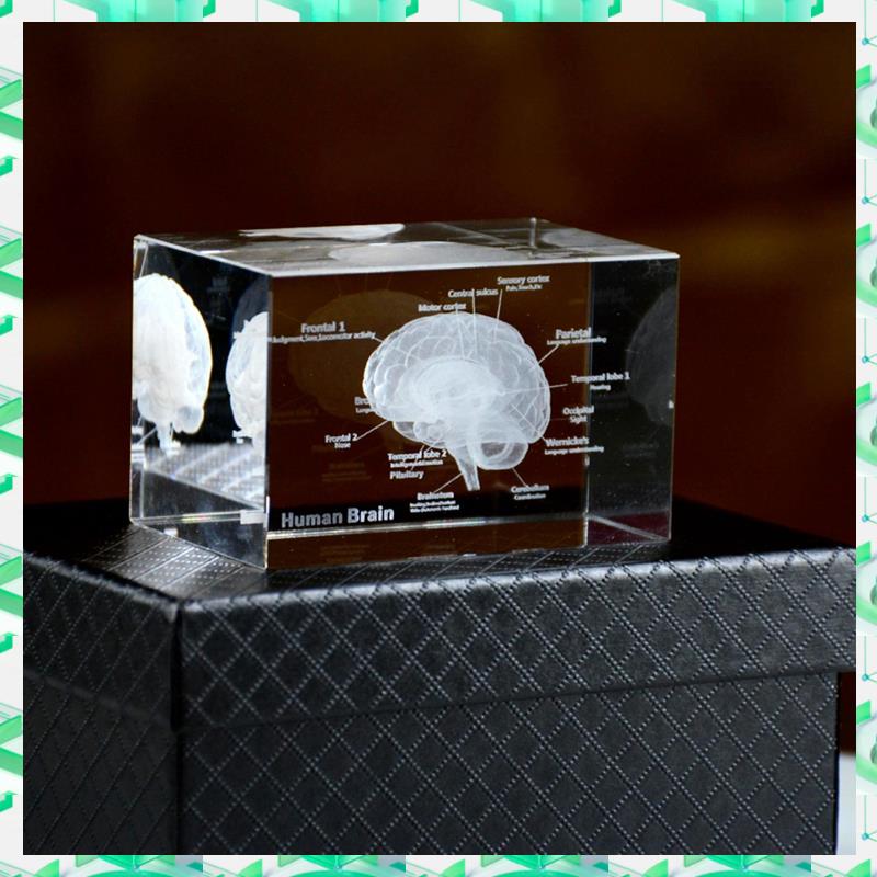 FIZP Crystal 3D Brain Anatomic - Art And Craft Science 리뷰 및 가격