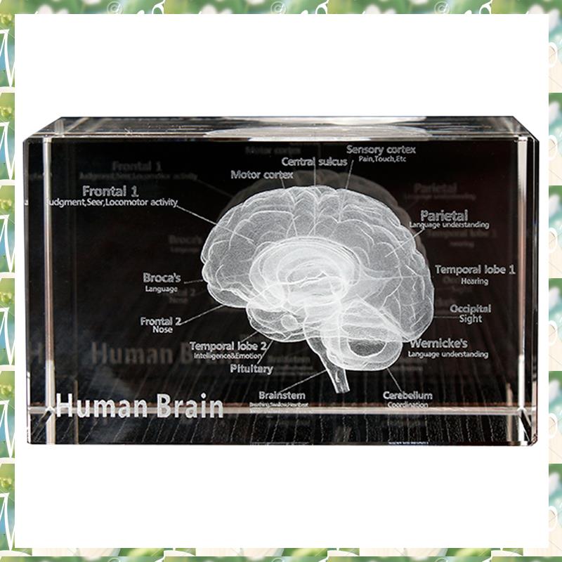 FIZP Crystal 3D Brain Anatomic - Art And Craft Science 리뷰 및 가격