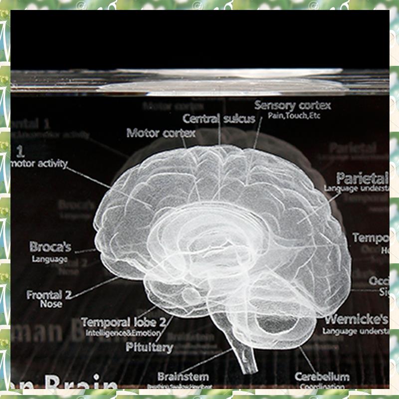 FIZP Crystal 3D Brain Anatomic - Art And Craft Science 리뷰 및 가격