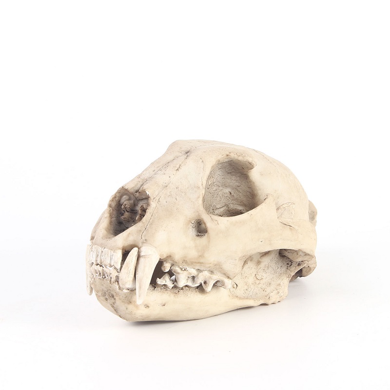 Leopard Skull Model Resin Craf - Art And Craft Science 리뷰 및 가격