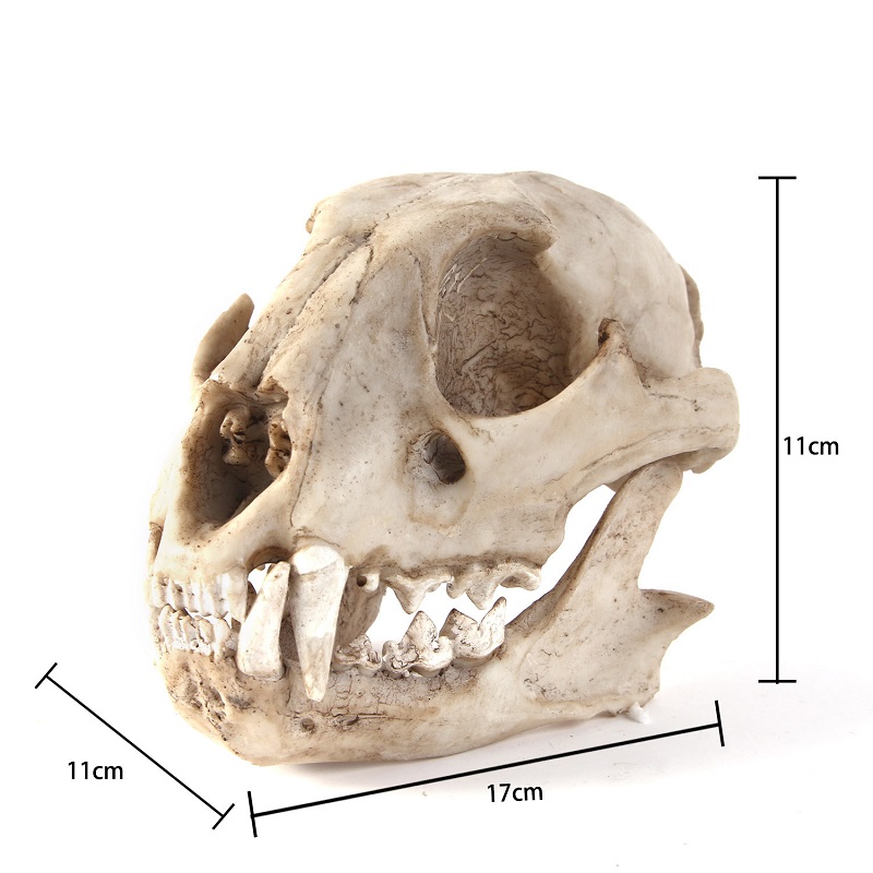 Leopard Skull Model Resin Craf - Art And Craft Science 리뷰 및 가격