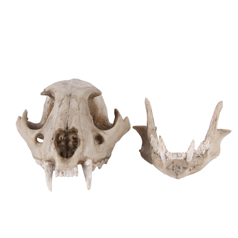 Leopard Skull Model Resin Craf - Art And Craft Science 리뷰 및 가격
