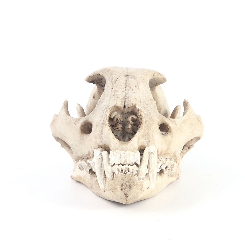 Leopard Skull Model Resin Craf - Art And Craft Science 리뷰 및 가격