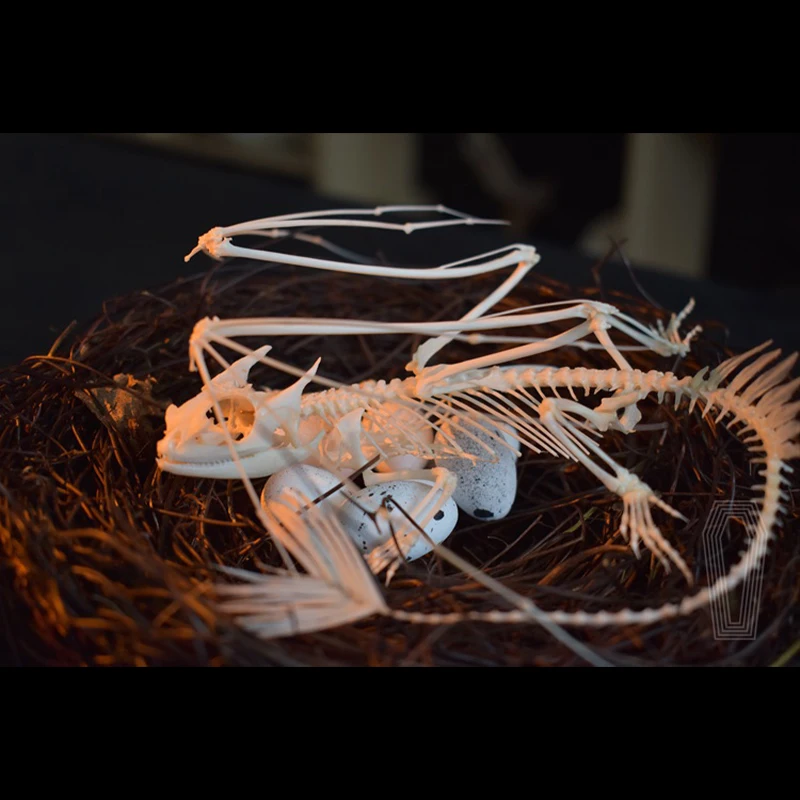 2125 Toothless Dragon Skeleton - Art And Craft Science 리뷰 및 가격